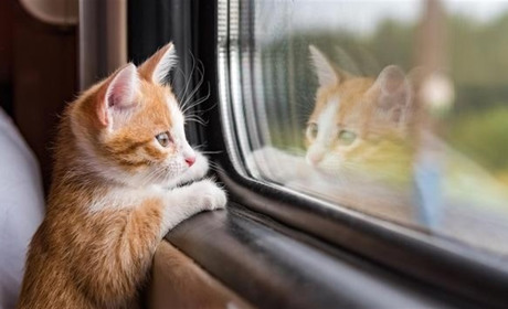 Подорож з твариною потягом: які правила для домашніх улюбленців