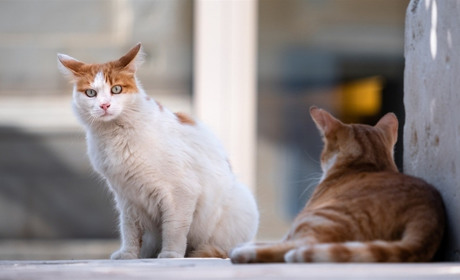 Мелітополь отримав результати тестів за 6 жовтня — скільки маємо нових захворілих?