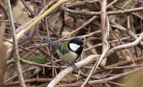 Якою буде погода у Сватовому і районі з 9 по 15 грудня 2019: прогноз на тиждень