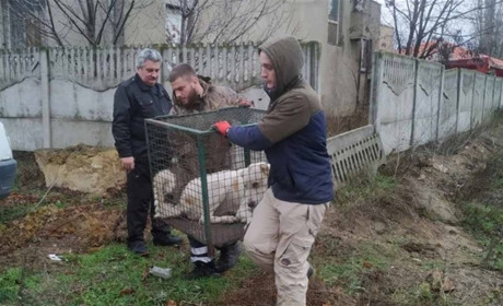 Стерилізованих безпритульних собак у Біляївці стає більше: є прохання приютити Алабая