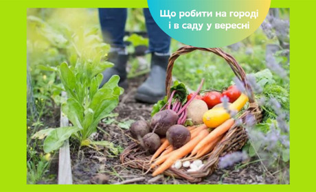 Посівний календар на вересень 2025: коли готувати сад і город до наступного року