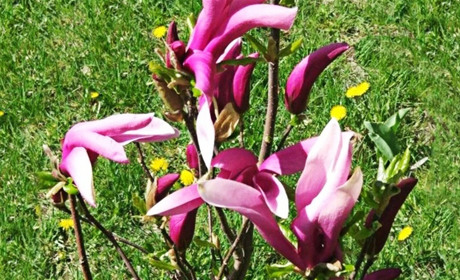 У Кагарлику розцвіли магнолії