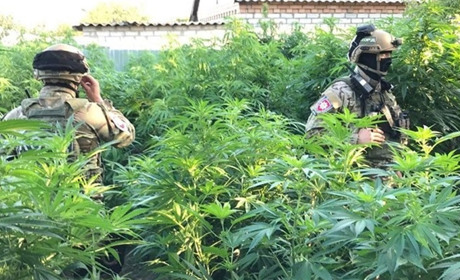 У трьох сватівчан вилучили елітні кущі марихуани, їх вартість оцінили у 300 тисяч гривень