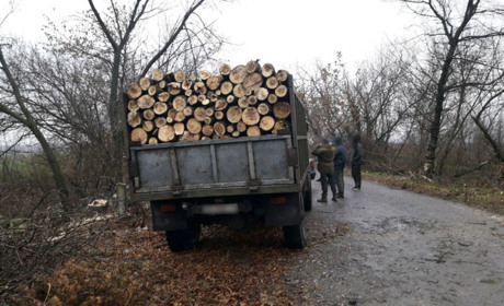 Поліцейські припинили незаконну «чистку лісу»