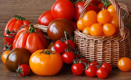 Як збільшити врожайність томатів завдяки пасинкуванню