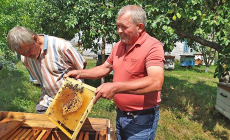 Де шукати бджіл і правду пасічникам, в яких пропали комахи-медоноси?