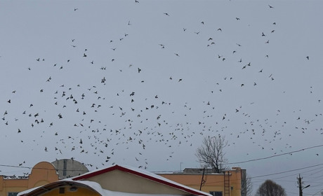 Погода у Старокостянтинові на 2-8 лютого: скільки ще триватиме холод