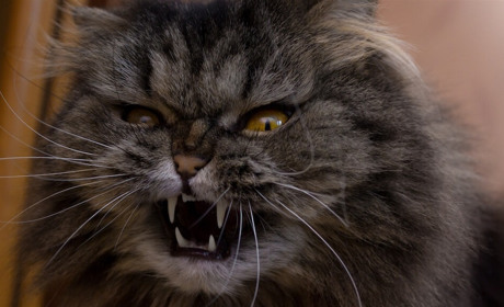 На Переяславщині виявили сказ: де можна безкоштовно вакцинувати котів і собак до 11 жовтня?