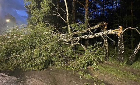 При в'їзді у Вараш на дорогу впало дерево