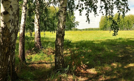 Судитимуть жителя села Хлівище, який незаконно спилив три берези
