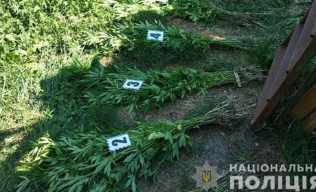 Поліцейські викрили жителя Лужан, який займався незаконним вирощуванням конопель