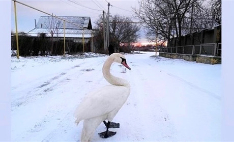 У Біляївці на вулиці Комарова впав лебедь: відігріли мешканці, зараз він у комунальному підприємстві