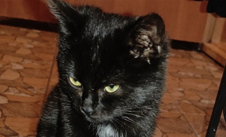 Лагідний котик шукає гарного господаря