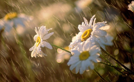 На початку тижня дощитиме: прогноз погоди на Сумщині та в Україні