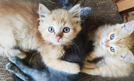 «Ні» жорстокості. Що змінює закон про захист тварин?