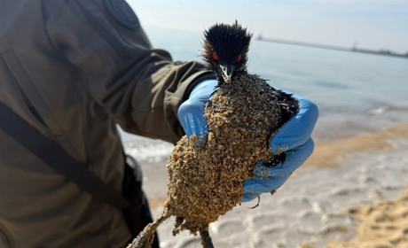 Біля Чорноморська зафіксували забруднення моря олією: інспектори рятували птаха