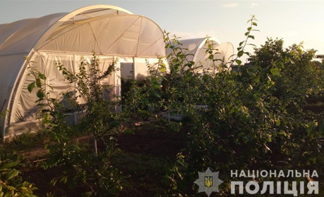 Виростив коноплі на 5 мільйонів