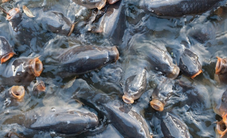 Молодь товстолоба та сазана: Хаджибейський лиман зариблюють