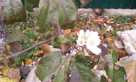 Хто сказав, що у листопаді все в'яне? У Старконі навіть яблуня зацвіла