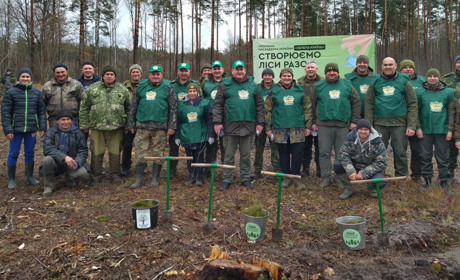 Зелена армія Полісся - лісівники Вараського району садять сосну і дуби. Це акція «Зелена Країна»