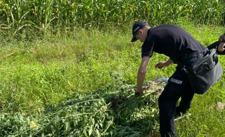 Сію-вію зеленесенькі: мешканець Первомайського району потрапив під обшук за вирощування конопель
