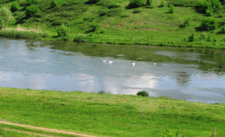 Спасли семью лебедей