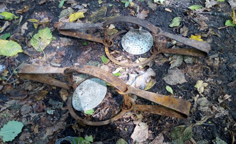 Війна не спише: на Уманщині лісівники полюють на браконьєрів