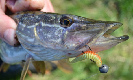 Ідеальна блешня на щуку: як вибрати та використовувати?