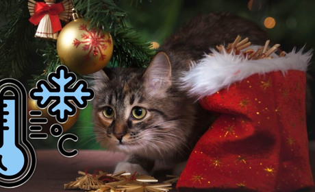 Останні дні року будуть сніжними: прогноз погоди від синоптиків