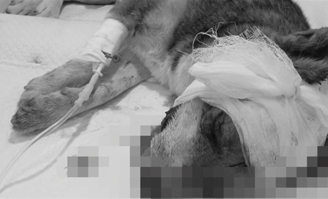 За ім'я особи, що в Барі пристрелила, і скаліченого викинула у смітник собаку, обіцяють винагороду