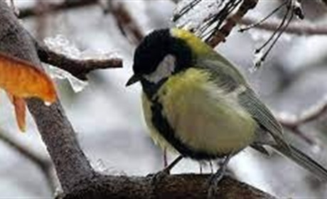 Погода на Сумщині на вихідні: що прогнозують синоптики?