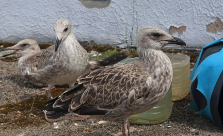 Нікопольські мартини: репортаж про життя і долю молодих пташок, що оселилися на молокозаводі