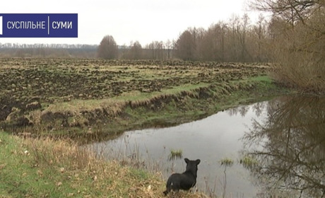 Розорані пасовища у Павлівці: обласна Екоінспекція передала справу до прокуратури