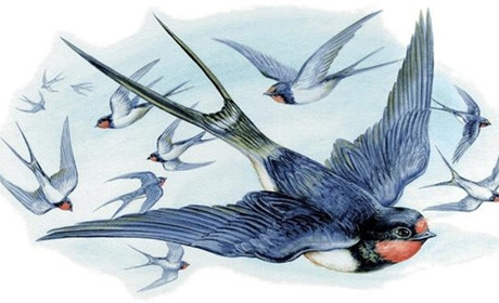 Чому ластівка прилітає взимку