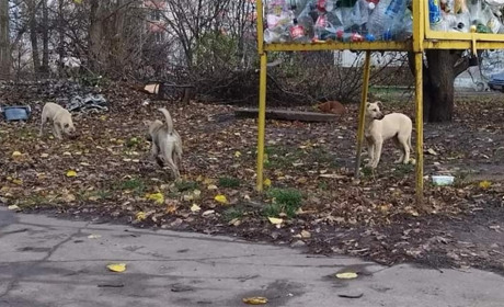 Красноградські зооорганізації проводять безкоштовну стерилізацію тварин та планують вилов безхатьків