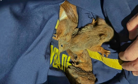 Під час пожежі на Сумщині рятувальники прийшли на порятунок білченят