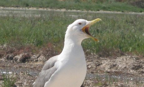 Зачем пернатым ходули и мешок: проверьте, знаете ли вы птиц наших краев