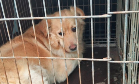 Безпритульні тварини: на Звягельщині стерилізували та вакцинували собак