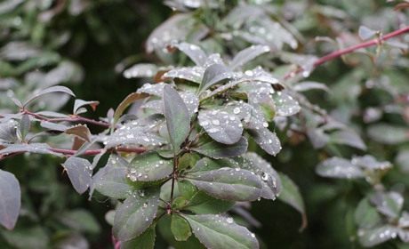 По прогнозу июль закончится грозой, а август грозой начнется