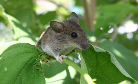 Лептоспіроз: симптоми, шляхи зараження та профілактика. Дані Вінницького ОЦКПХ