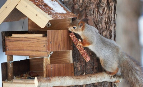 На початку наступного тижня сумські синоптики обіцяють дощ і мокрий сніг