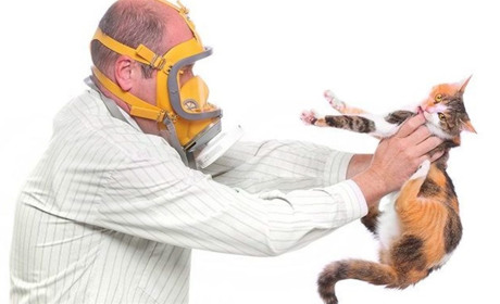 «Мамо, я хочу котика!». Алергія на шерсть домашніх тварин: що робити?