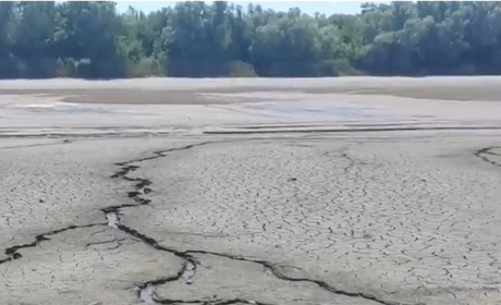 На місці Каховського водосховища народжується унікальна рослинність
