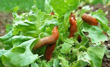 Як позбутися слимаків з городу: поради спеціаліста