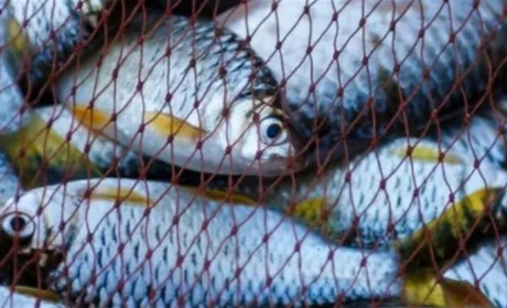 На Фастівщині спіймали порушника, який незаконно наловив риби на понад 300 тисяч гривень