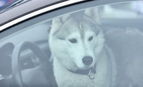 Яка відповідальність передбачена законом за жорстоке поводження з тваринами