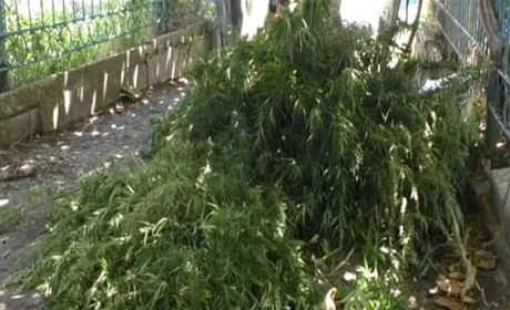 У 70-річного жителя Бериславського району поліцейські вилучили 173 кущі конопель