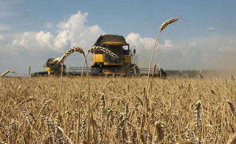 Хвала рукам, що пахнуть хлібом! Вітання до Дня працівників сільського господарства