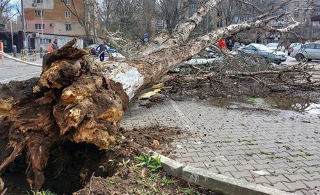 Дерево впало на жінку: які наслідки негоди на Одещині, Біляївці та районі