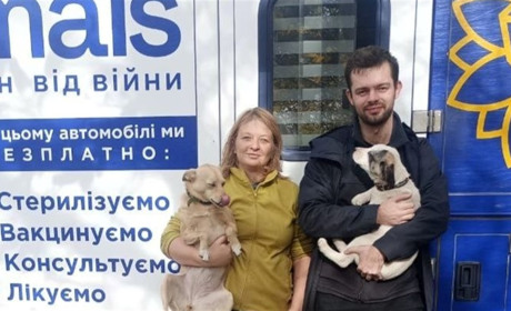 На території Гуляйпільської громади проведено безкоштовну стерилізацію та вакцинацію тварин